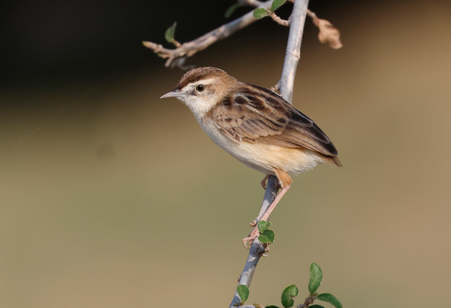 Zitting Cisticola, Cisticola juncidis, Thailand