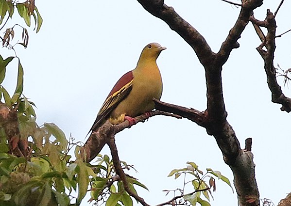 Ashy-headed Green Pigeon, Treron phayrei - Bird watching Vietnam