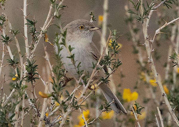 Asian Desert Warbler - Mongolia Birding