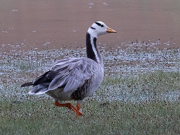 Bar-headed Goose, Anser indicus - Bayan Lake - Mongolia bird watching trip