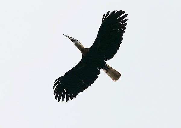 Blyth's Hornbill, Rhyticeros plicatus - West Papua Birding Trip Report
