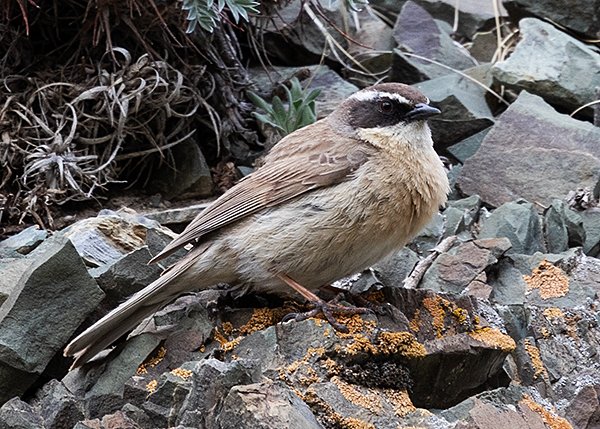 Brown Accentor - Mongolia birding