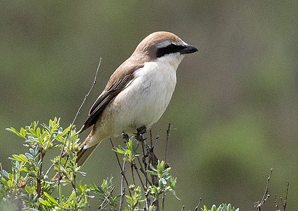 Brown shrike, Lanius cristatus - Mongolia birding