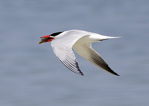 Caspian Tern, Hydroprgne caspia - Durgun Lake - Mongolia bird watching