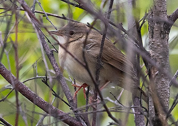 Chinese Bush Warbler, Locustella tacsanowskia - Gorkhi-Terelj National Park - Mongolia birding trip report