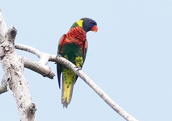 Coconut Lorikeet, Trichoglossus haematodus - West Papua Birding Trip Report