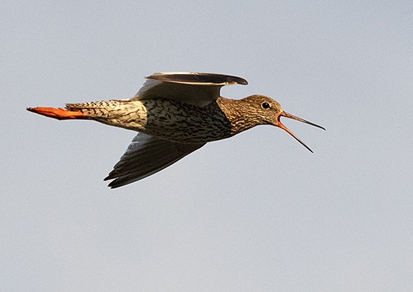 Common Redshank