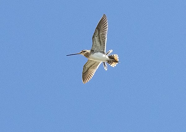 Common Snipe