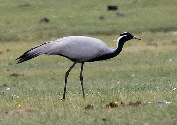 Demoiselle Crane