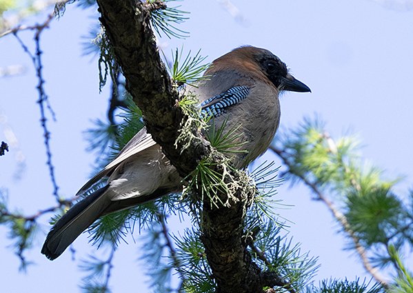 Eurasian Jay, Garrulous glandaris brandtii - Baya Bagan - Mongolia birds