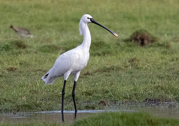 Eurasian Spoonbill, Platalea leucorodia - Bayan Lake - Mongolia bird watching tour