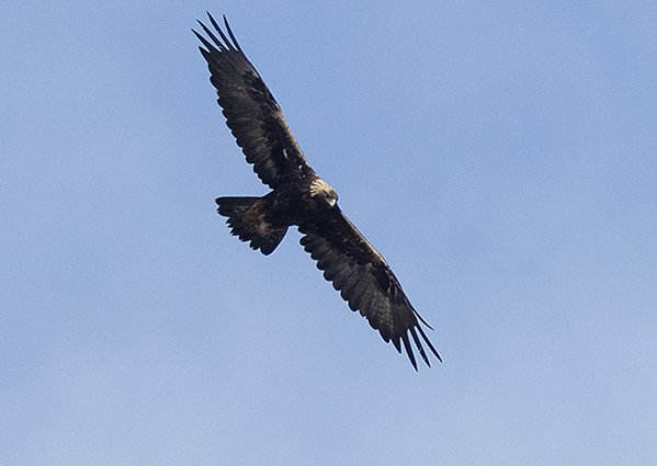 Golden Eagle, Aquila chrysaetos - Jargalant Mountain - Mongolia birding trip