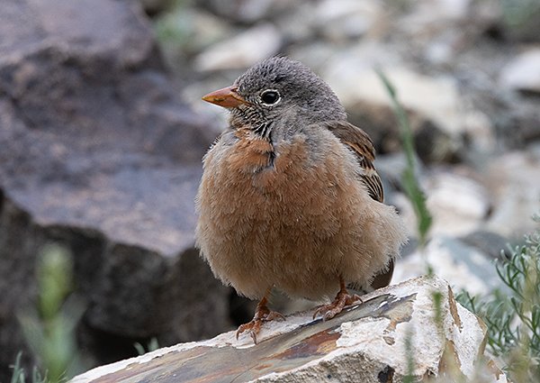 Grey-necked Bunting, Emberiza buchanani - Mongolia birding trip