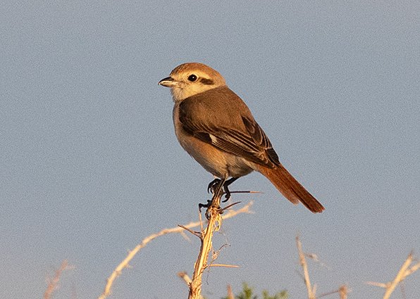 Isabelline Shrike