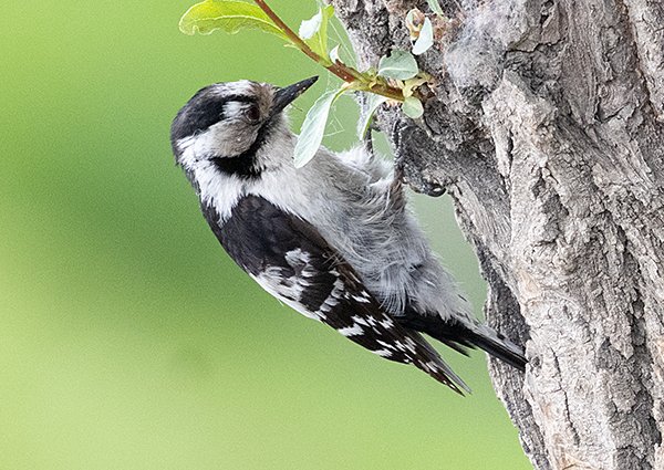 Lesser Spotted Woodpecker