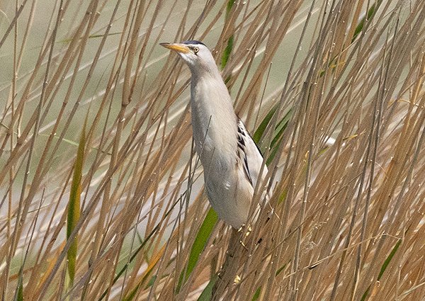 Little Bittern