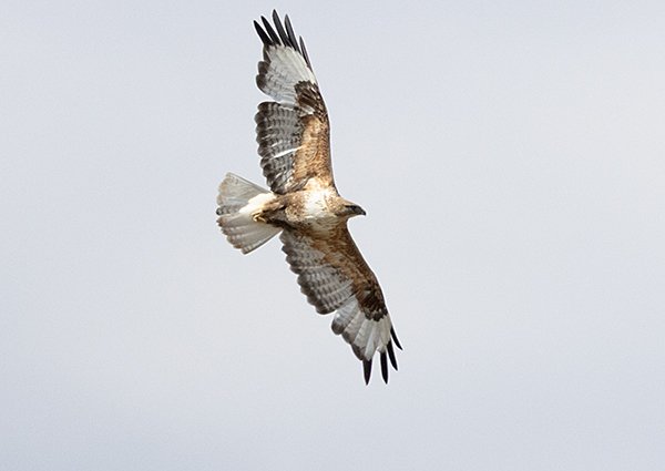 Long-legged Buzzard, Buteo rufinus - Khar-Us Lake - Mongolia birding