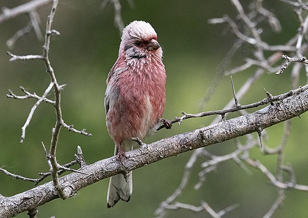 Long-tailed Rosefinch, Carpodacus sibiricus - Mongolica Resort - Mongolia birding trip report