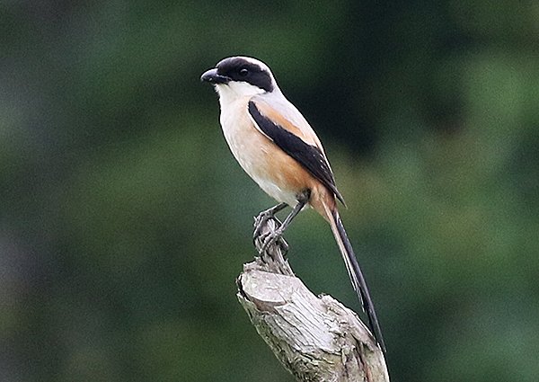 Long-tailed Shrike, Lanius schach - Birds of Vietnam