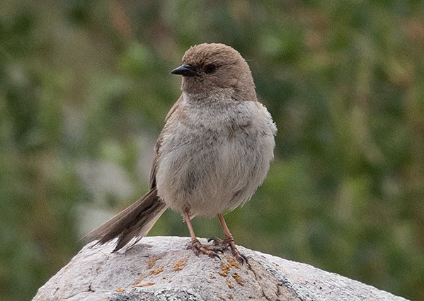 Mongolian Accentor