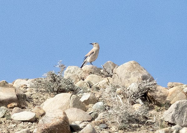 Mongolian Ground Jay, Podoces hendersoni - Jargalant Mountain - Mongolia bird watching trip