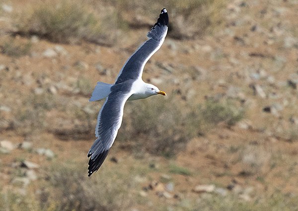 Mongolian Gull - Mongolia birding trip