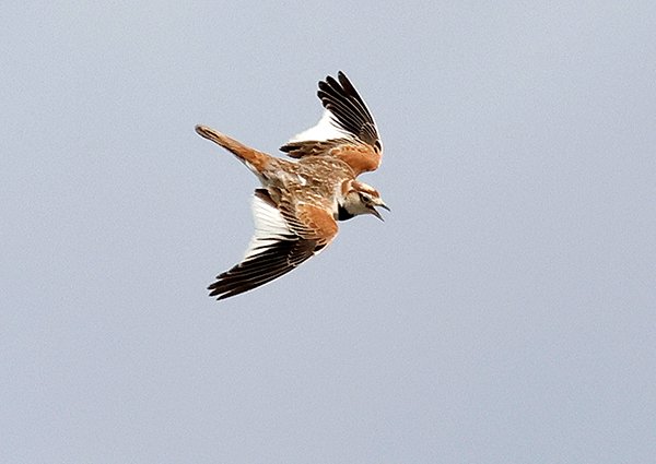 Mongolian Lark