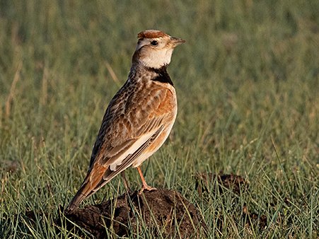 Mongolian Lark