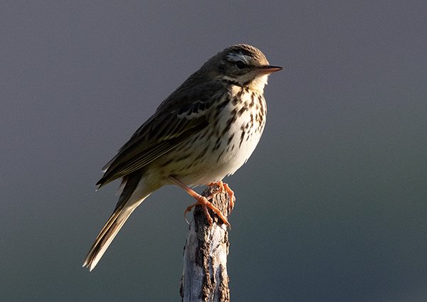 Olive-backed Pipit