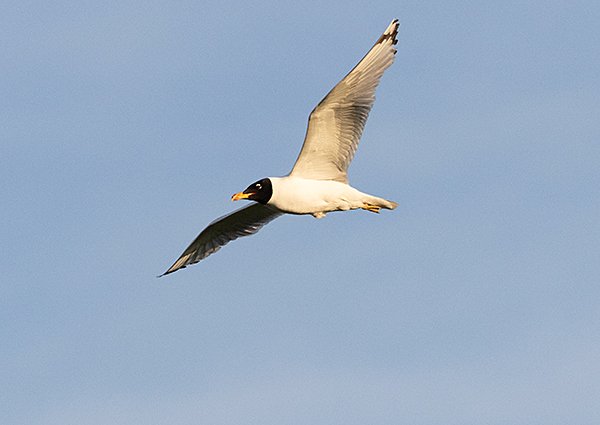 Pallas's Gull