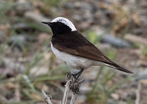 Pied Wheatear, Oenanthe pleschanka - Gun Gulut - Mongolia bird watching trip