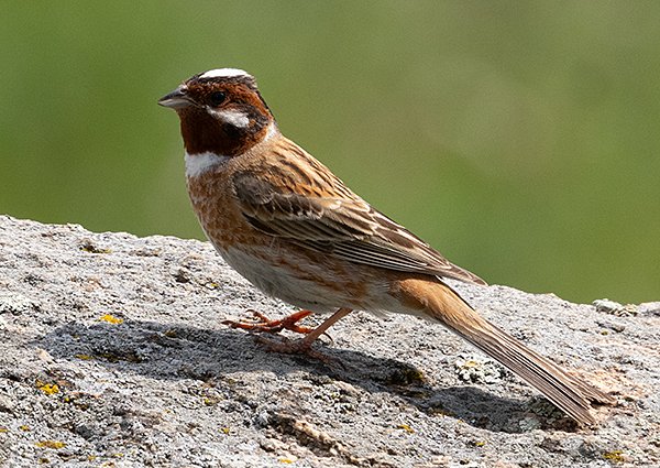 Pine Bunting, Emberiza leucocephalos - Gorkhi-Terelj National Park - Mongolia birding trip