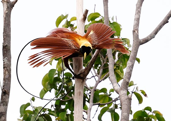 Red Bird-of-Paradise, Paradisaea rubra - Birds of West Papua