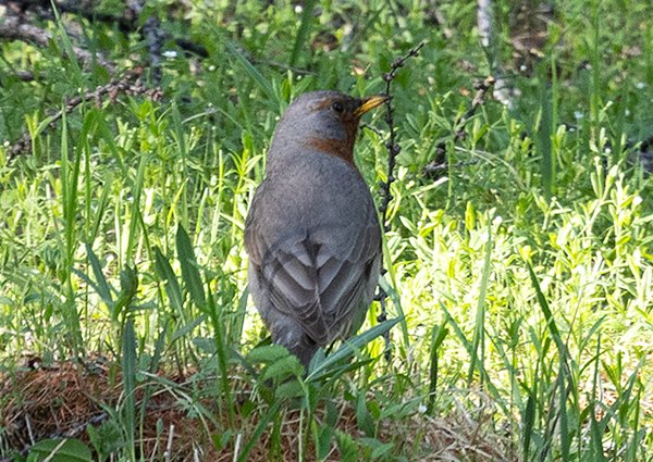 Red-throated Thrush, Turdus ruficollis - Mongolia birding trip