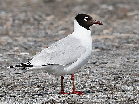 Relict Gull, Ichthyaetus relictus - birds of Mongolia