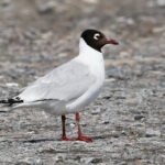 Relict Gull