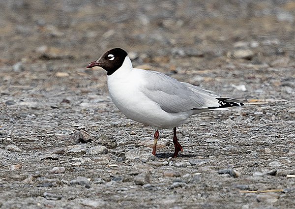 Relict Gull, Ichthyaetus relictus - Uvs Lake - Birding in Mongolia