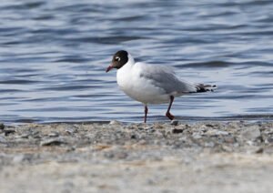 Relict Gull
