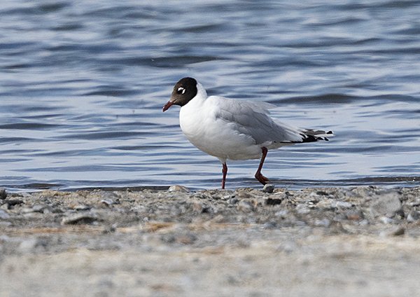 Relict Gull