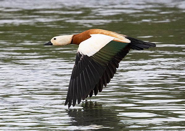 Ruddy Shelduck - Mongolia birding trip