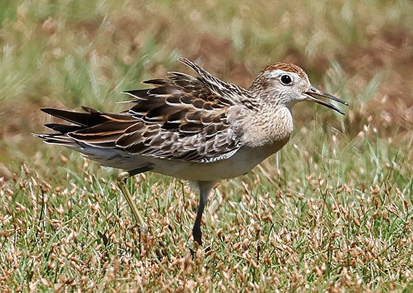 Sharp-tailed Sandpiper - West Papua Birding Trip Report