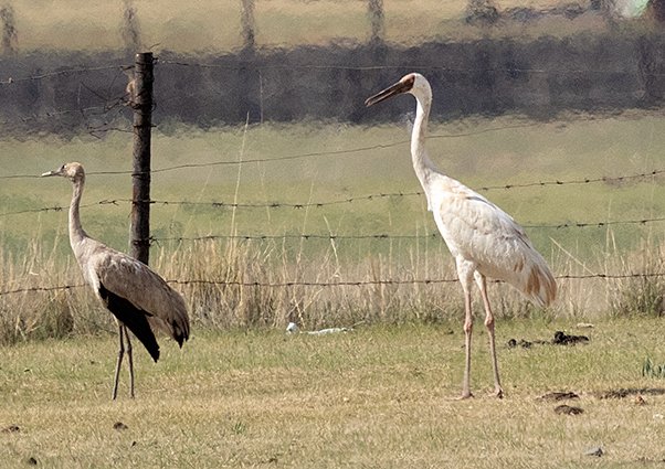 Siberian Crane, Leucogeranus leucogeranus, & Common Crane, Grus grus - Gun Gulut Nature Rserve - Mongolia birding