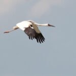 Siberian Crane, Gun Gulut, Mongolia