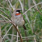 Siberian Rubythroat