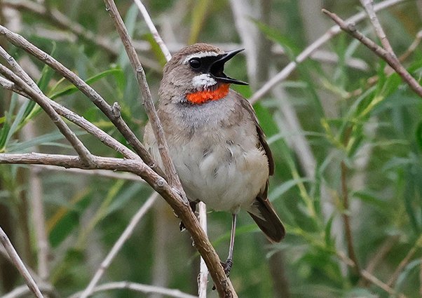 Siberian Rubythroat