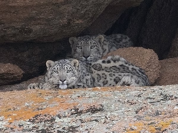 Snow Leopard - Margaz Mountains - Mongolia birding tour