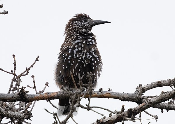 Spotted Nutcracker, Nicifraga caryocatactes - Bogt Khan Mountain - Mongolia birds