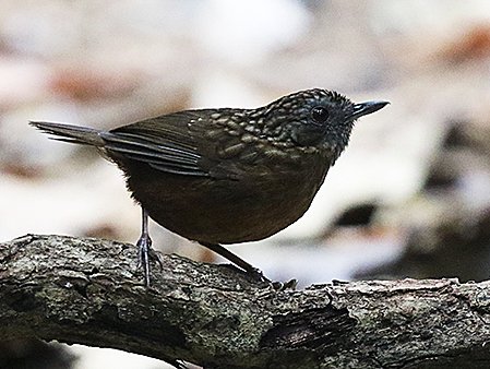 Streaked Wren Babbler,Gypsophila brevicaudata, birding tours Vietnam