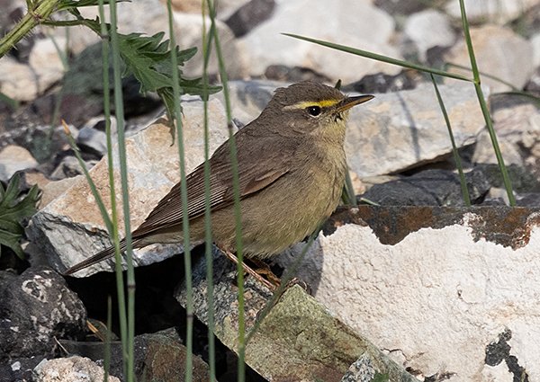 Sulphur-bellied Warbler