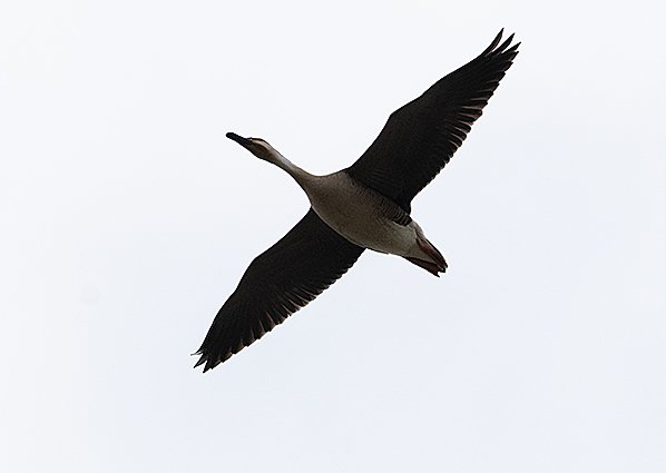 Swan Goose - Mongolia birding